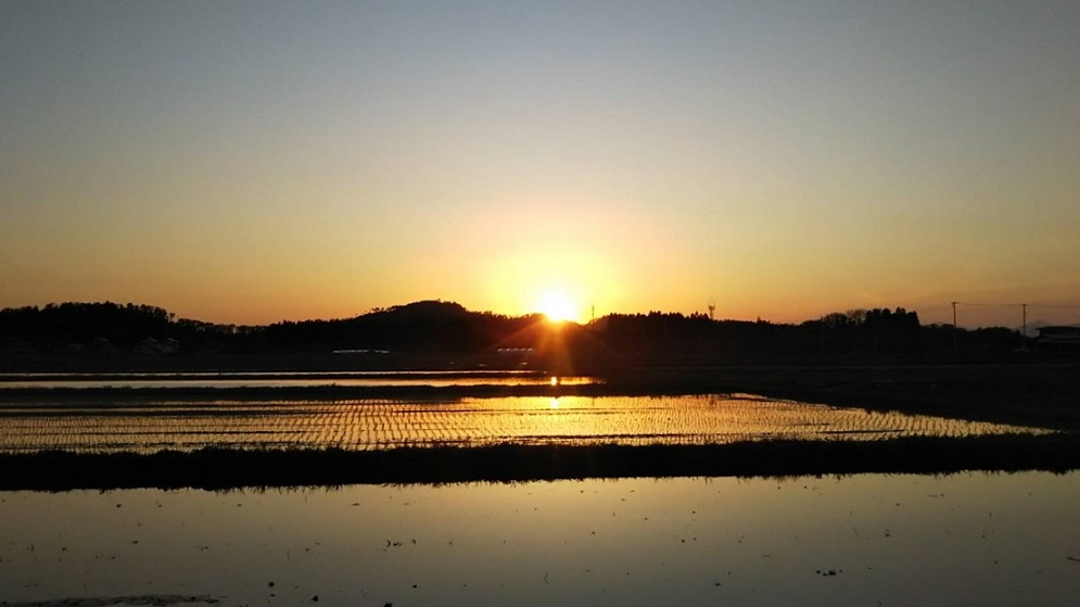 夕日に輝く遠藤さんの田んぼに感動 田植えが始まりました ごはん彩々 全米販
